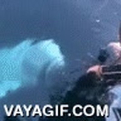 ballena,cachalote,m&oacute;vil,devolver