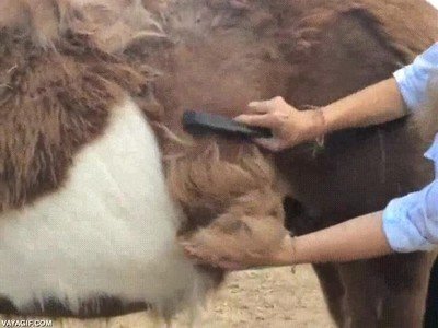 caballo,peine,peinar