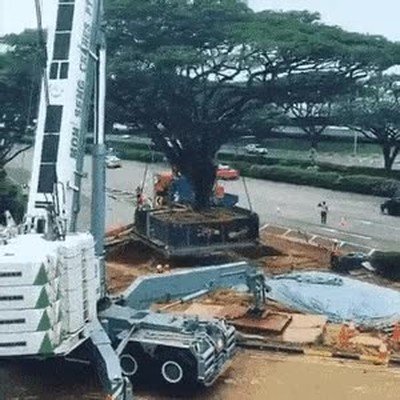 traslado,arbol,esfuerzo