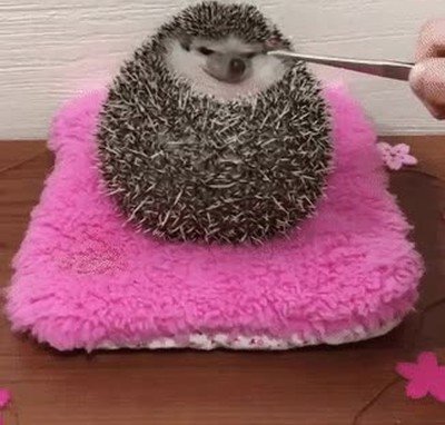 llenar,bestia,restaurante,postre