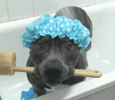 perro,adorar,hora,ba&ntilde;o
