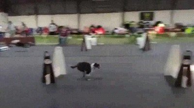 perro,rapido,correr,obstaculos