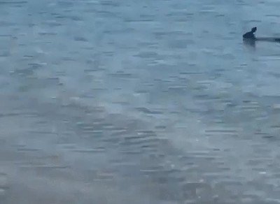 Enlace a No tenía ni la menor idea de que pueden nadar 