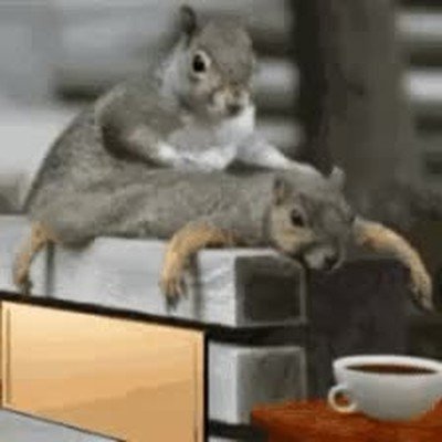 ardillas,negocio,masaje