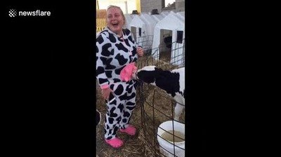 buena idea,disfrazado,animal,vaca