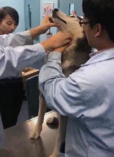manera,perro,medicaci&oacute;n