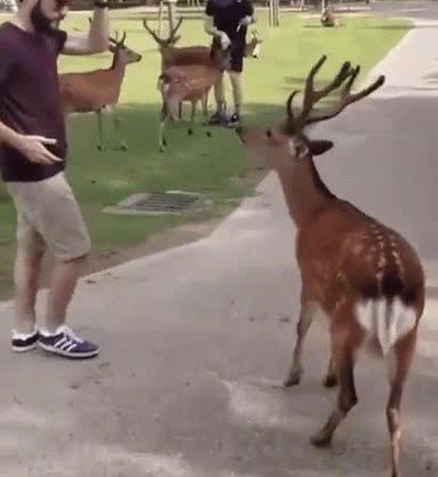 ciervos,japon,educacion