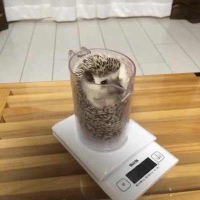 puercoespin,lugar,comodo