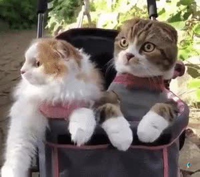 Enlace a Por ahi viene tu crush, actúa normal