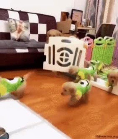 hora,alimentar,perros,comer