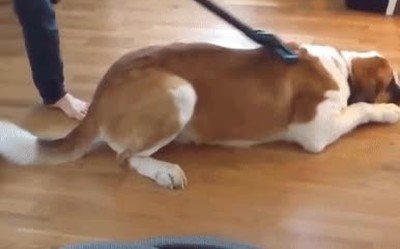 perro,pasar,aspirador