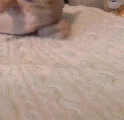 pobre,perrete,asustar