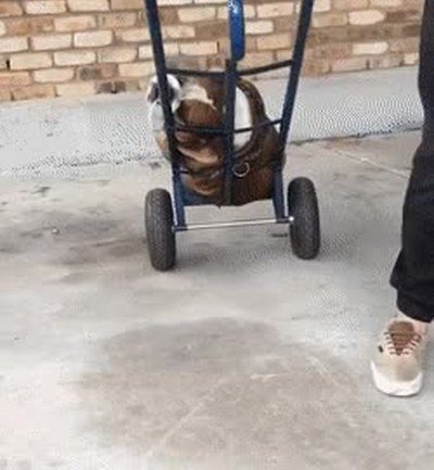 mal,amigo,casa,perro