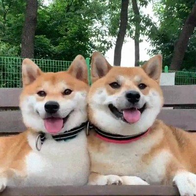 relax,feliz,perros,cara