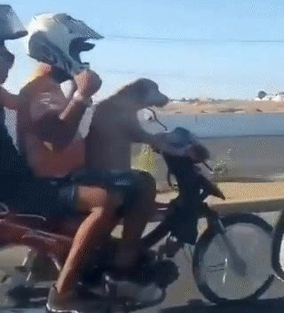 perro,moto,casco