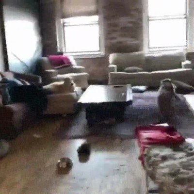 nuevo,detalle,saltos,perro