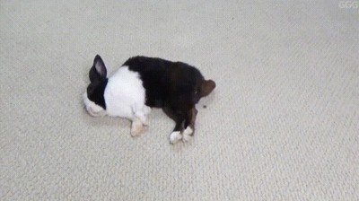 bonito,dispensador,conguitos