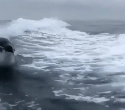 Enlace a ¿Alguna vez habías visto una orca surfeando?