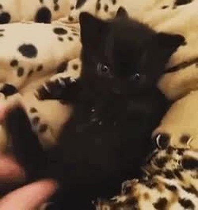 Enlace a Lobezno se ha reencarnado en este tierno gatito