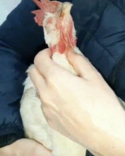 reaccion,gallo,rascar,punto