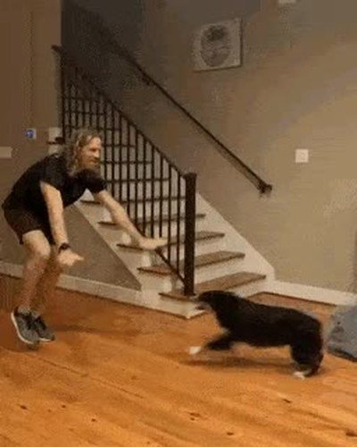 llegar,casa,perro,contento