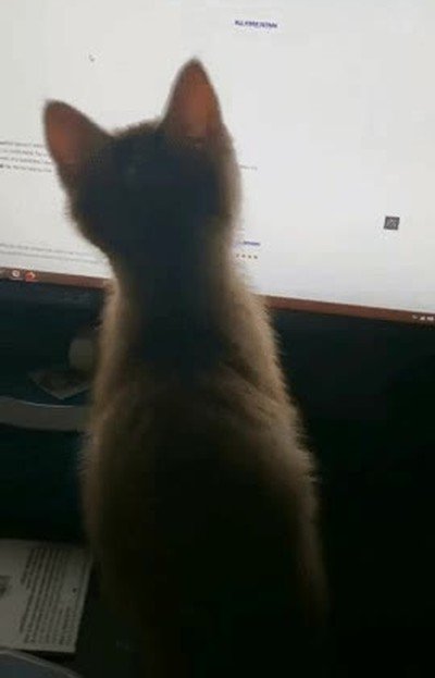Enlace a Nada más adorable que un gato jugando con el puntero de un ratón