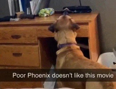 Enlace a Hasta los perros lo pasan mal con la escena de Mufasa y Scar 