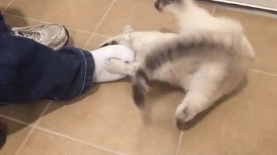 Enlace a Un gato solo necesita un pie para pasárselo bien