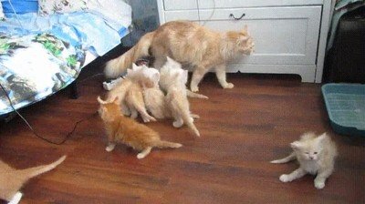 error,salto,asustar,gatos