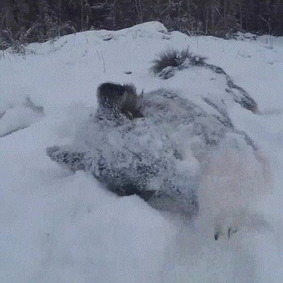 prueba,mundo,perros,nieve