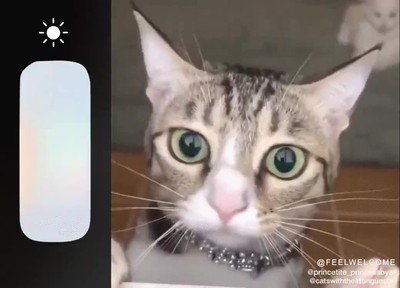 pasada,pupilas,gatos,expandir