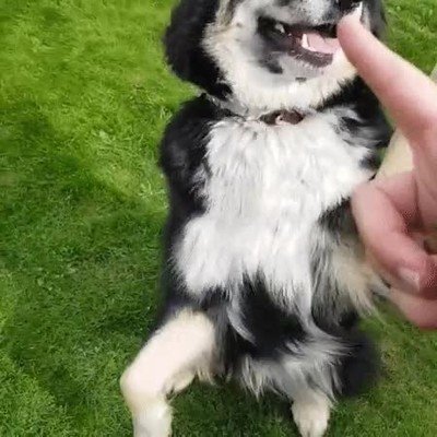 Enlace a Este perro ha aprendido a hacerse el muerto 