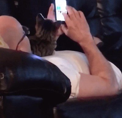 demasiado,rapido,gato,pantalla