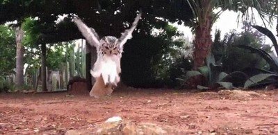 Enlace a Imposible aterrizar con más estilo