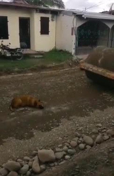 perro,humanos,pasarlo mal