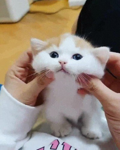 masaje,gato,adorable