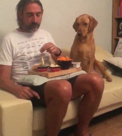 mirar,comida,perro