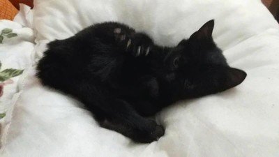 Enlace a Aunque enseñe las zarpas es muy poco amenazante 