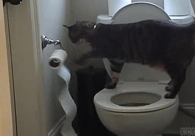 gato,troll,ba&ntilde;o