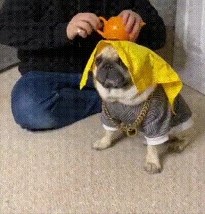 perro,ayudante,magia