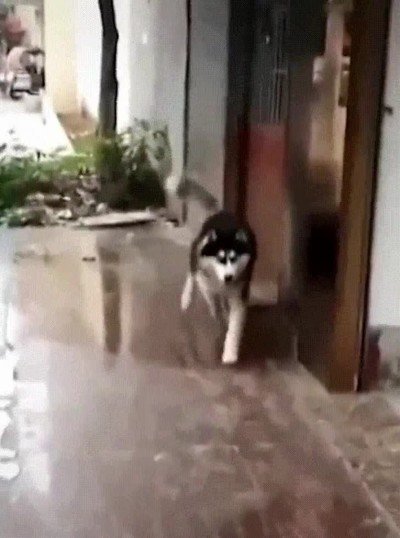 Enlace a Cuando el perro se buguea como un juego de Ubisoft