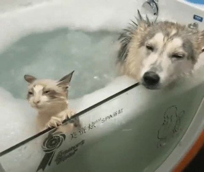 parejas,fin de semana,perros,spa