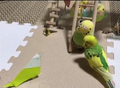 competencia,eliminada