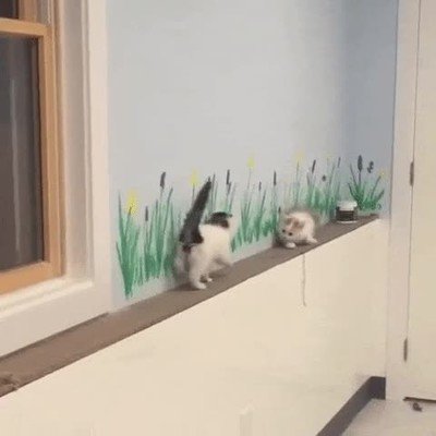 Enlace a Estos gatos han encontrado la solución perfecta para los sitios estrechos