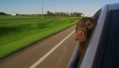 perros,cara,cabeza,carretera