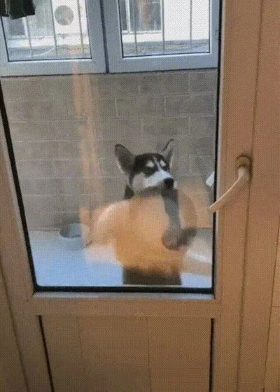 perro,modo,extraño,pedir,comida