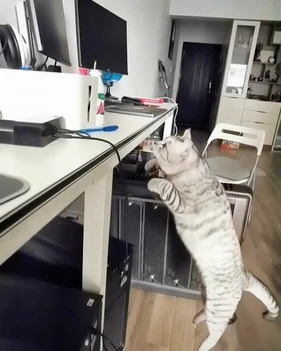 gato,subir,sitios,elegante