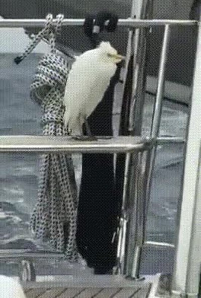 Enlace a Muchas cámaras querrían este nivel de estabilización