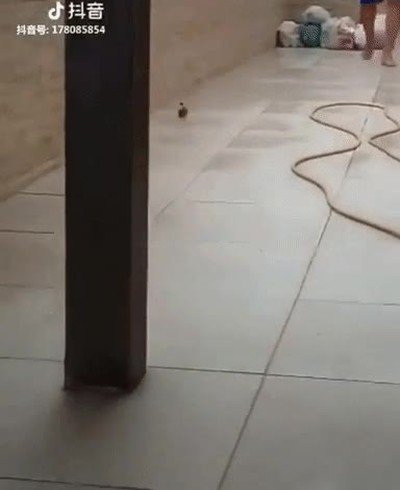 Enlace a En todo momento tiene un plan de escape perfectamente planeado