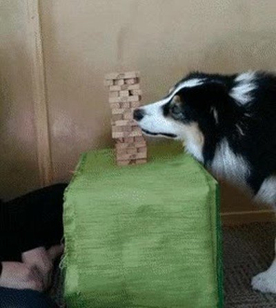 perro,jugar,jenga